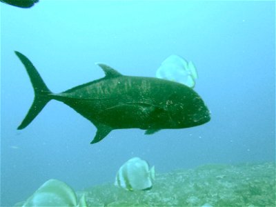 Giant Trevally swimming freely at Guam's Gab Gab II reef in Apra Harbor