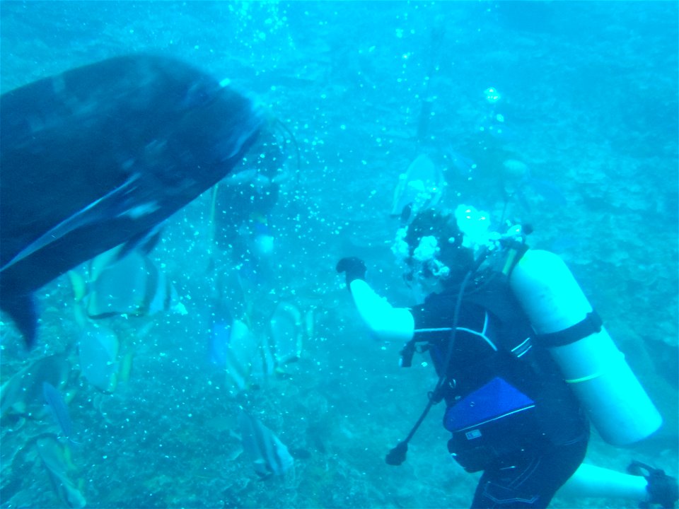 Scuba diver and giant trevally meet at Gab Gab II reef