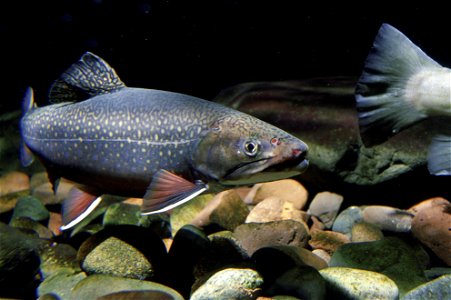 Brook trout (Salvelinus fontinalis)
Image title: Brook trout swims in native stream underwater fish image
Image from Public domain images website, http://www.public-domain-image.com/full-image/fauna-a