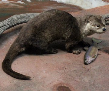 Our Warm-Blooded friends Picture of an otter with a brook trout photo