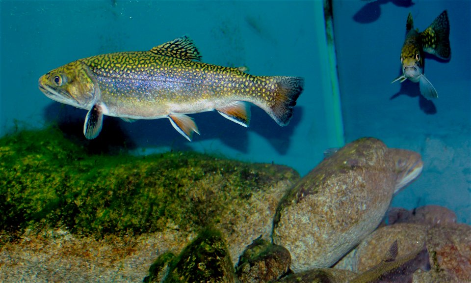Fish Brook trout on exhibition Subaqueous Vltava, Prague 2011, Czech Republic