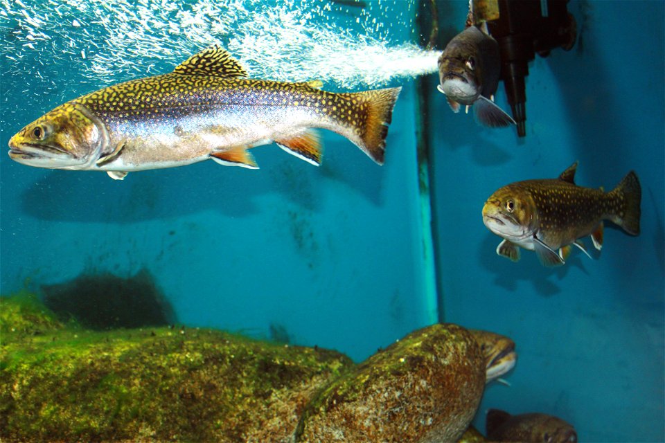 Fish Brook trout on exhibition Subaqueous Vltava, Prague 2011, Czech Republic