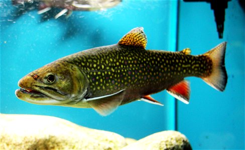 Brook trout on exhibition Subaqueous Vltava, Prague 2011, Czech Republic photo