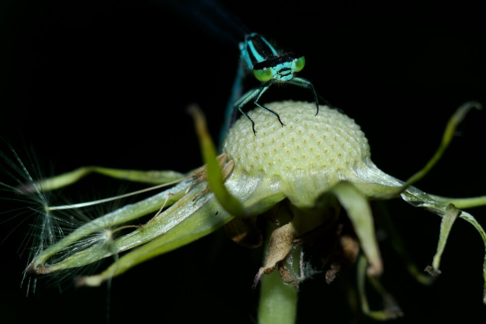 Macro closeup nature