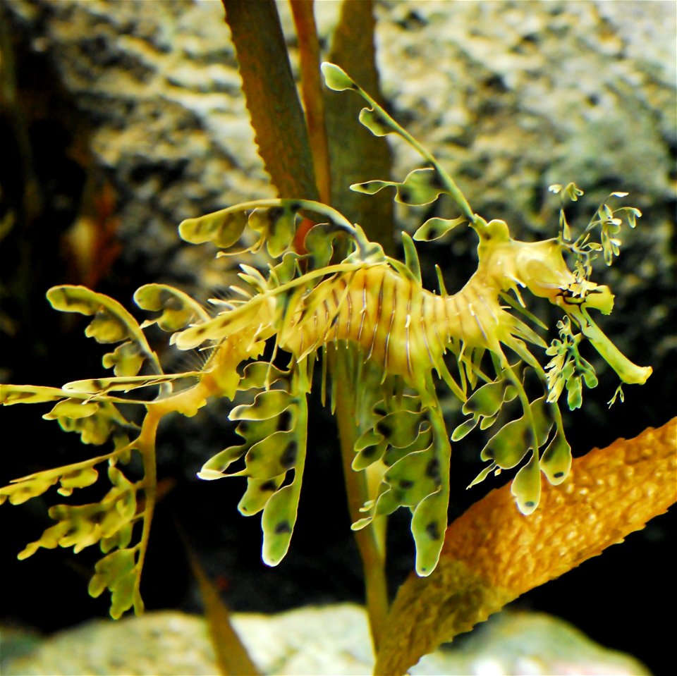 A Leafy sea dragon as seen at the Monterey Bay Aquarium
