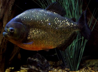 Different types of fishes A vicious red Bellied Piranha fish photo