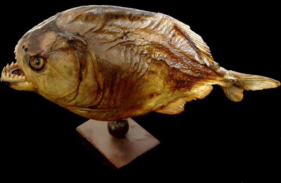 Piranha mort et sec

dead Pyranha