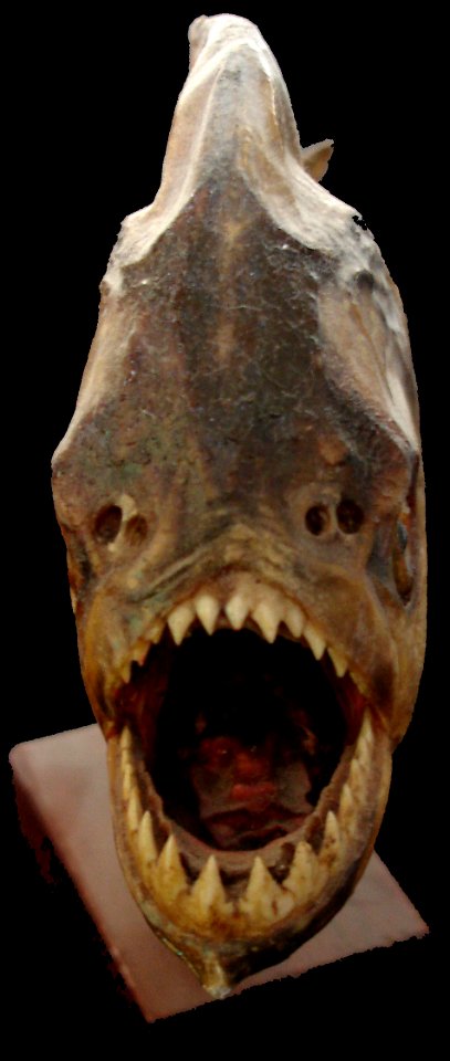Piranha mort et sec de face