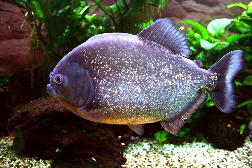 Fish Red-bellied piranha Pygocentrus nattereri in Prague sea aquarium, Czech Republic