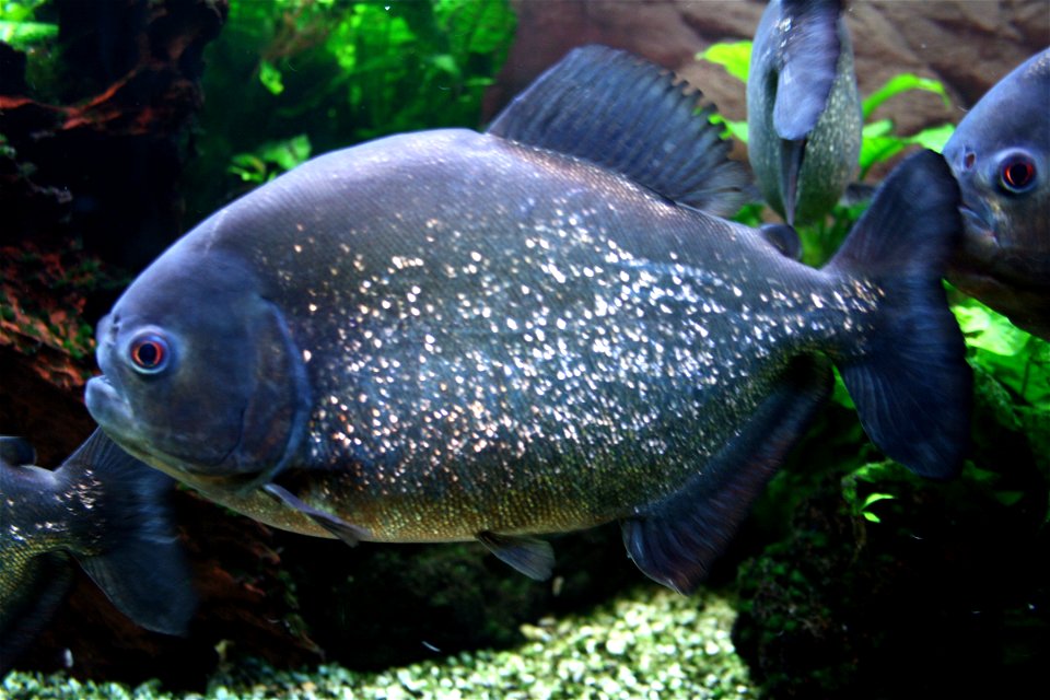 Fish Red-bellied piranha Pygocentrus nattereri in Prague sea aquarium, Czech Republic