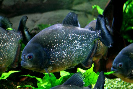 Fish Red-bellied piranha Pygocentrus nattereri in Prague sea aquarium, Czech Republic