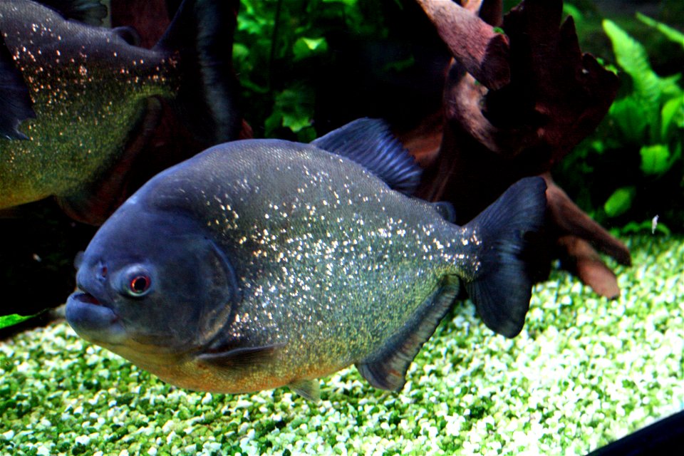 Fish Red-bellied piranha Pygocentrus nattereri in Prague sea aquarium, Czech Republic