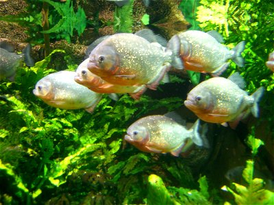 Pygocentrus nattereri (Serrasalmus nattereri)