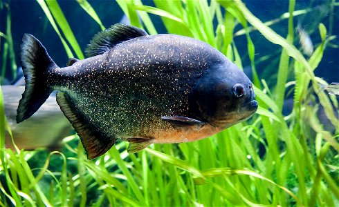Red-bellied piranha in the Aquarium at London Zoo.
