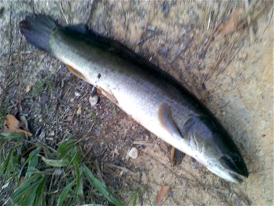 This is a Grennel fish, also known as a Bowfin, that I caught in the Spalding county reservoir in Griffin, GA.