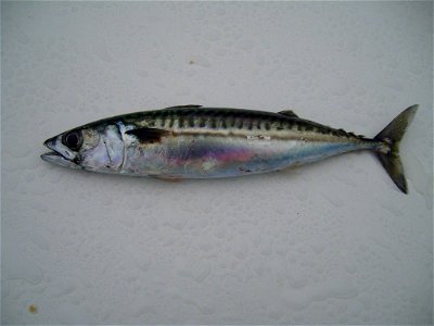 Image title: Atlantic mackerel fish Image from Public domain images website, http://www.public-domain-image.com/full-image/fauna-animals-public-domain-images-pictures/fishes-public-domain-images-pictu photo
