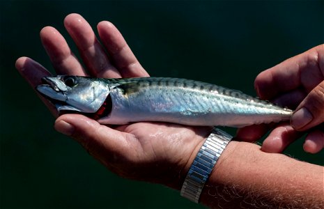 Mackerel (Scomber scombrus) just caught in Gullmarsfjorden at Sämstad Harbor, Lysekil Municipality, Sweden.