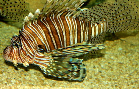 Different types of fishes
Red Lionfish. Invasive species .Pterois volitans.  It could be  Pterois miles also but most lionfish found in the Florida keys region are red lionfish.