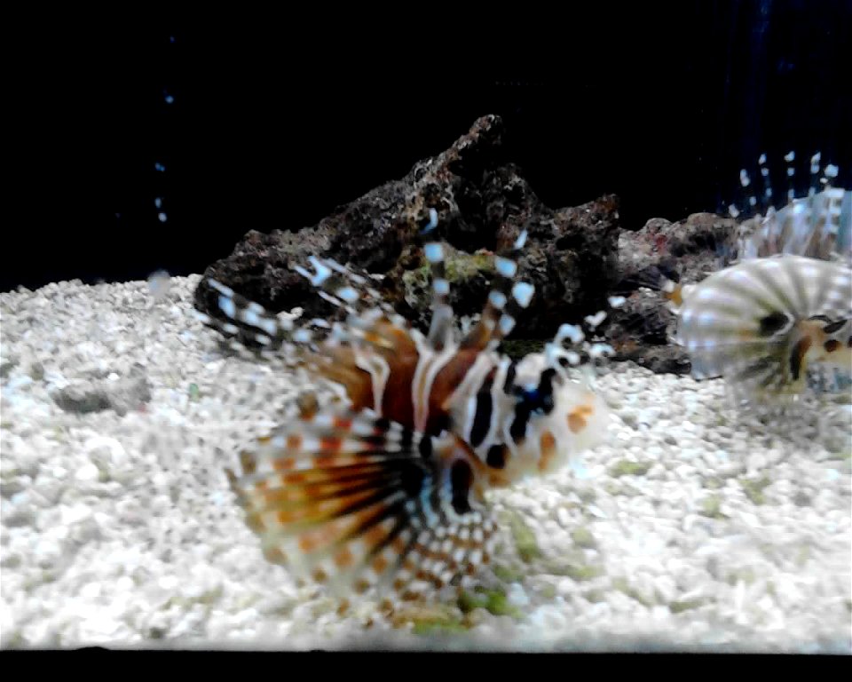Pterois volitans
