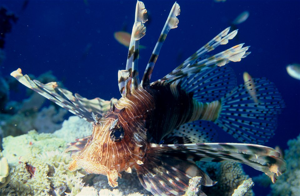 pterois volitans