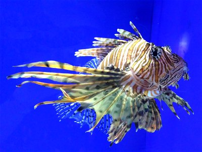 Lionfish in COEX Aquarium