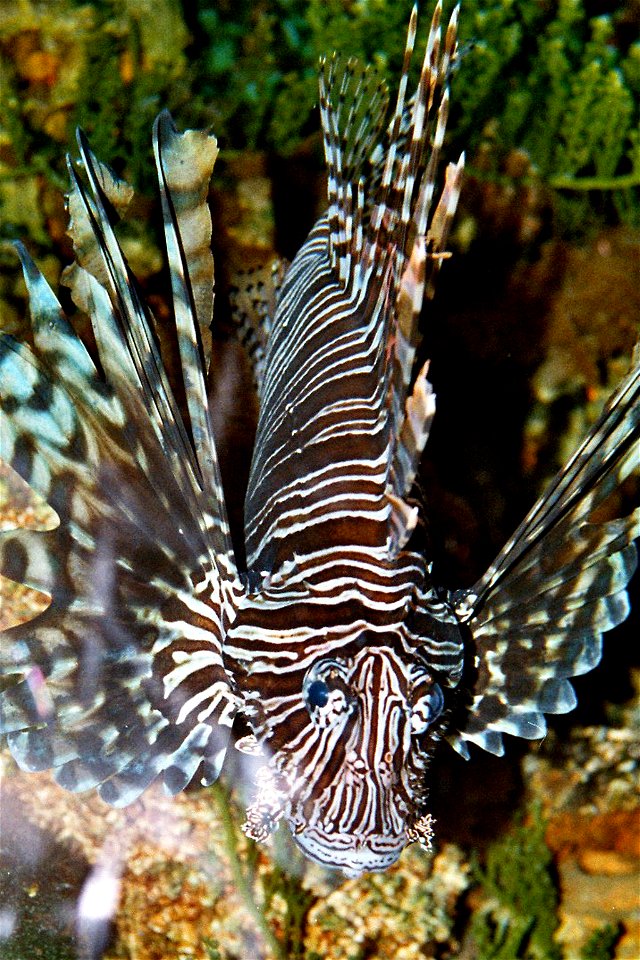 Pterois antennata-2