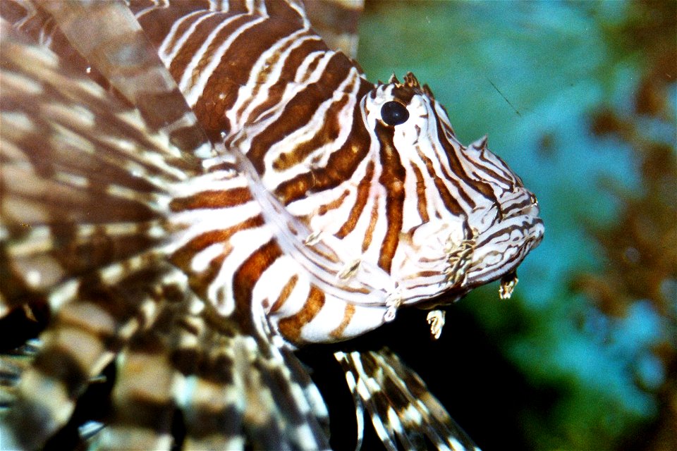 Shown is the head of Broadbarred firefish (Lionfish), family "Scopaenidae"