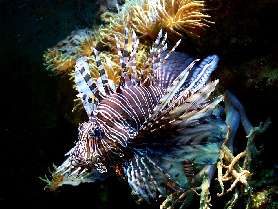 Pterois volitans - red lionfish.