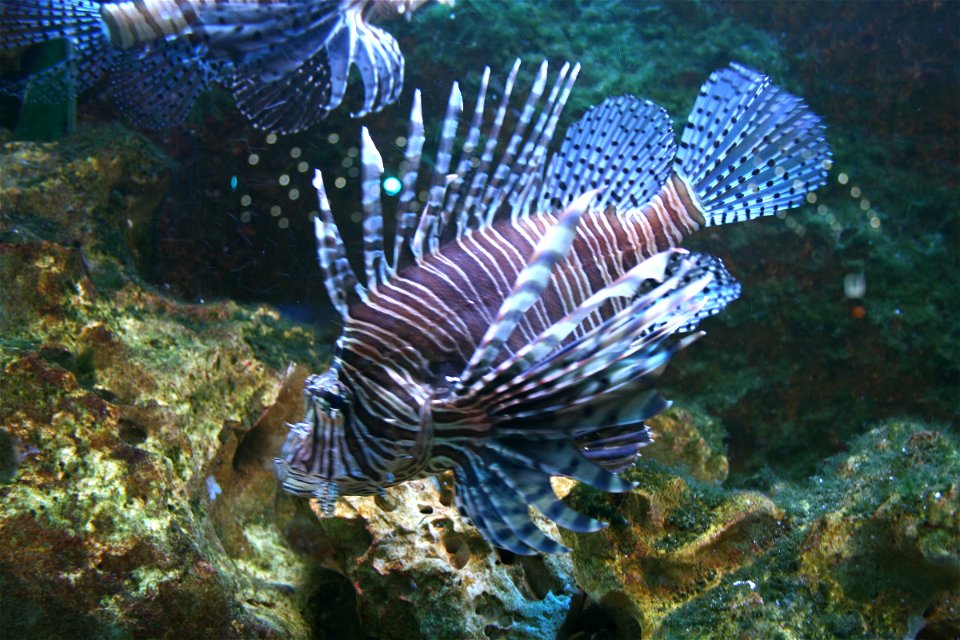 Fish Pterois volitans in Prague sea aquarium, Czech Republic