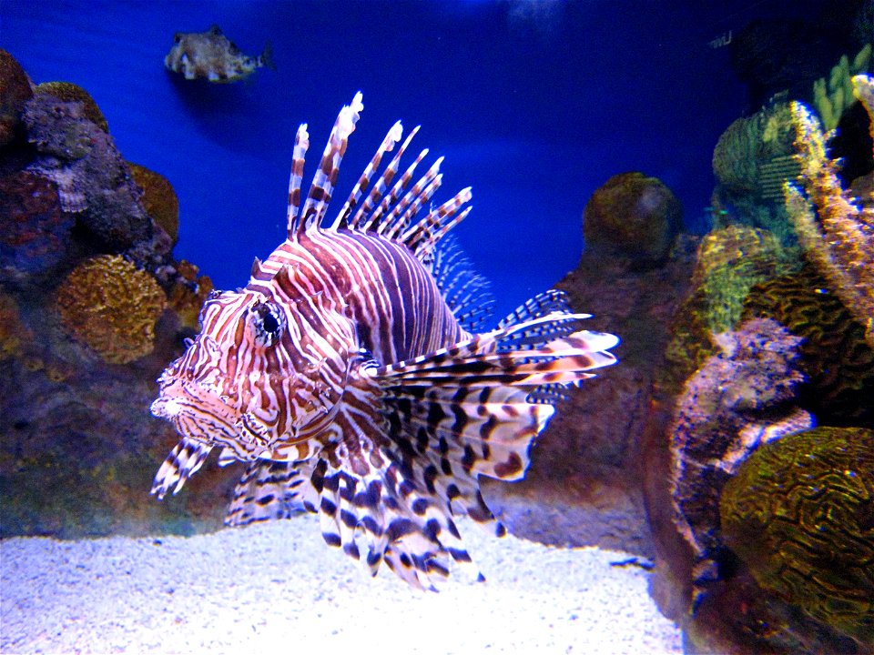 Pterois volitans (rascasse)