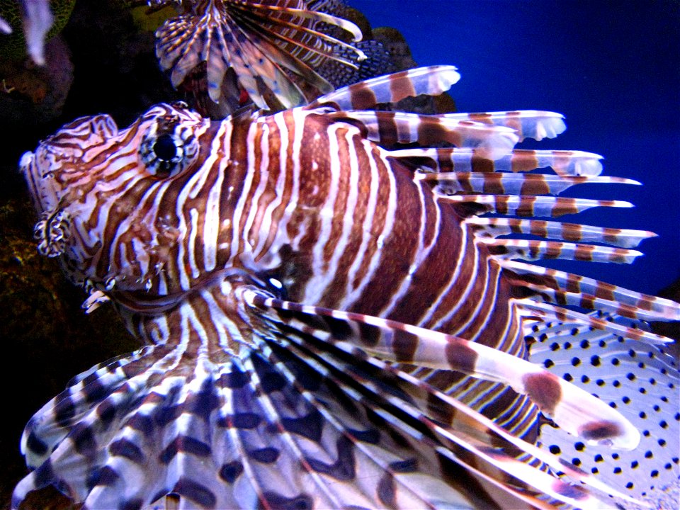 Pterois volitans (rascasse) Pazifischer Rotfeuerfisch, Nahaufnahme im New England Aquarium von Boston photo