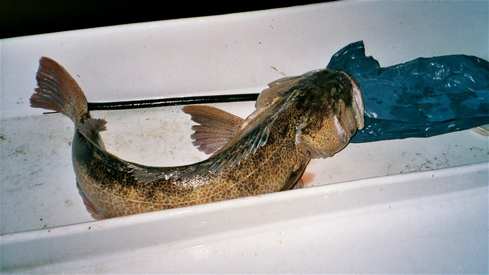 Lingcod