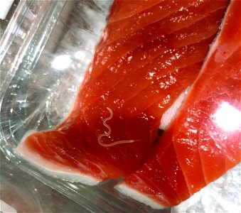 The anisakis which sticks to sold Oncorhynchus keta. it alive  an anisakis.