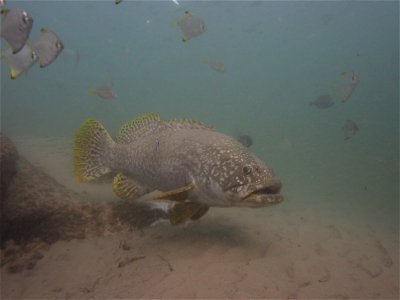 Queensland groper, Epinephelus lanceolatus, underwater. Cleaner wrasse