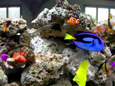 Image title: Group of real fishin aquarium Image from Public domain images website, http://www.public-domain-image.com/full-image/fauna-animals-public-domain-images-pictures/fishes-public-domain-image photo