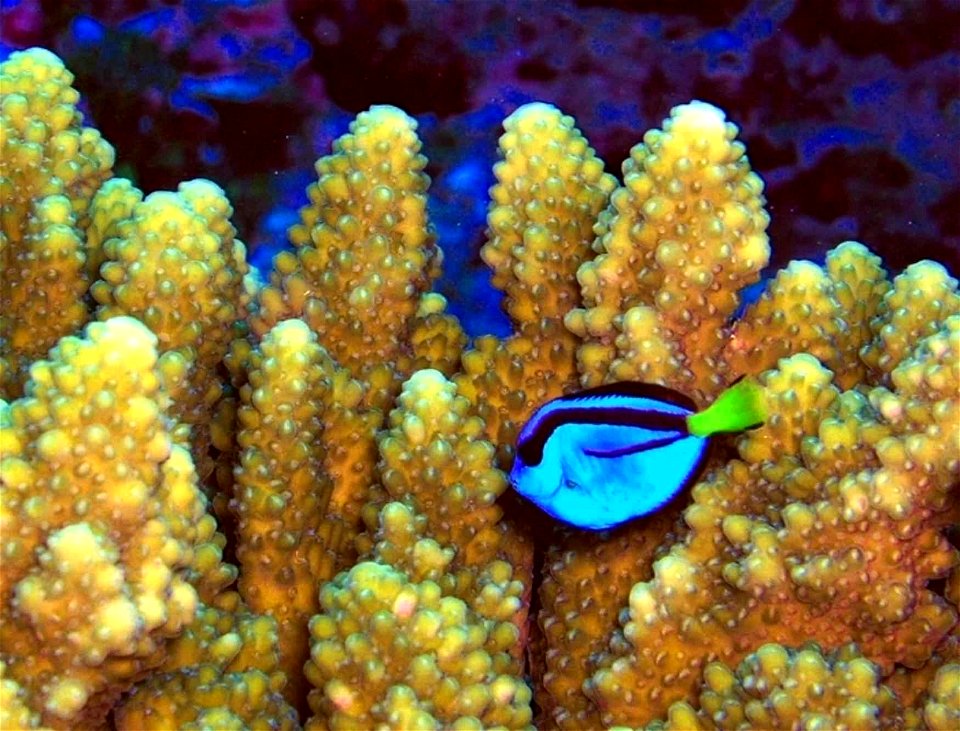 Image title: Paracanthurus hepatus a coral reef fish Image from Public domain images website, http://www.public-domain-image.com/full-image/fauna-animals-public-domain-images-pictures/fishes-public-do photo