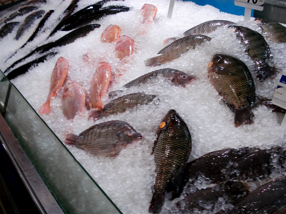 fish, packed in ice, supermarket Tesco-Lotus, Udonthani, Thailand