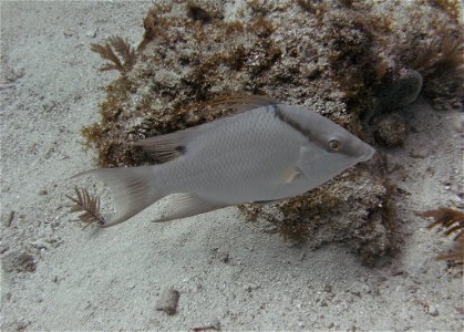 Adult male hogfish found in the Molasses Reef off the Florida Keys photo
