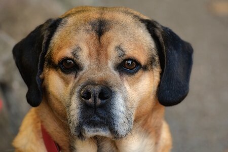 Portrait view animal