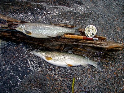 Lake Trout from West Thumb, Yellowstone Lake, Yellowstone National Park, WY photo