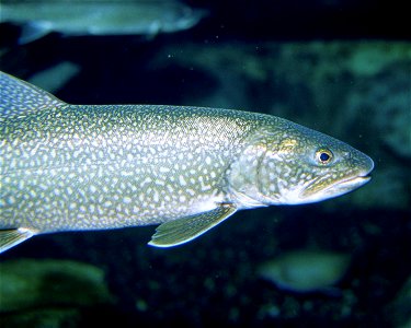 Image title: Lake trout fish underwater close up head Image from Public domain images website, http://www.public-domain-image.com/full-image/fauna-animals-public-domain-images-pictures/fishes-public-d photo