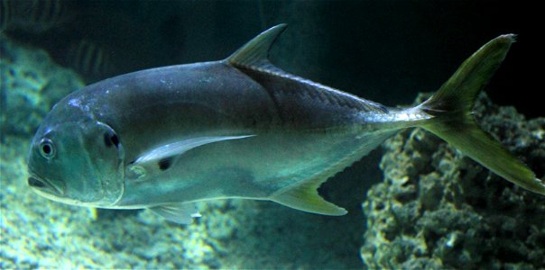 Different types of fishes
A common predatory Jack. Caranx Hippos. 