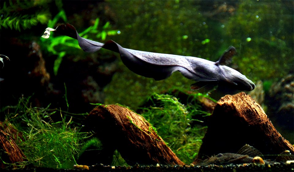 Black ghost ( Apteronotus albifrons ). Aquarium tropical du Palais de la Porte Dorée, in Paris. photo