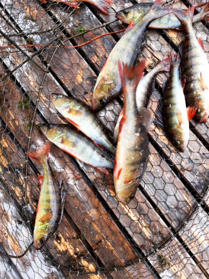 European Perch (Perca fluviatilis)