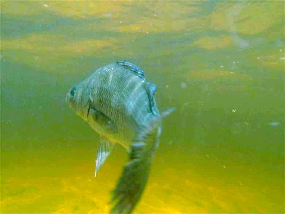 Image title: Perch fish underwater perca fluviatilis
Image from Public domain images website, http://www.public-domain-image.com/full-image/fauna-animals-public-domain-images-pictures/fishes-public-do