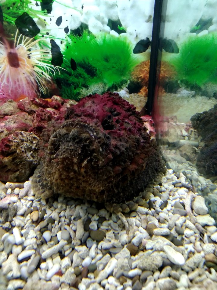 Reef stonefish (Synanceia verrucosa) at the exhibition "Underwater World" in Tomsk.