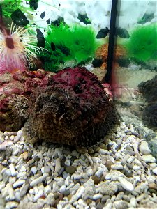 Reef stonefish (Synanceia verrucosa) at the exhibition "Underwater World" in Tomsk. photo