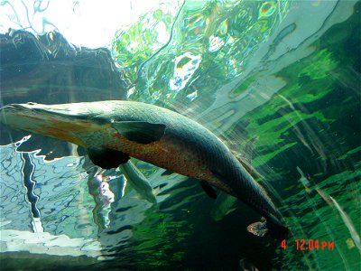 2005年8月4日撮影。撮影者投稿。なかがわ水遊園の巨大ピラルクー。