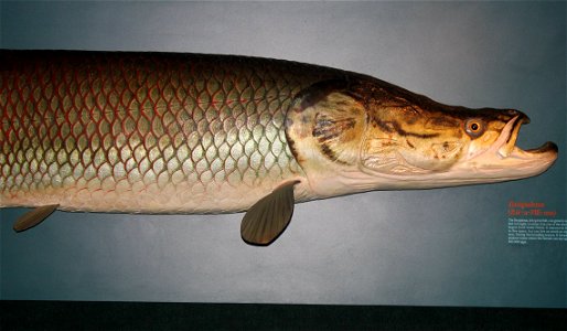 Different types of fishes A life-size replica of the Arapima. Arapaima gigas. photo