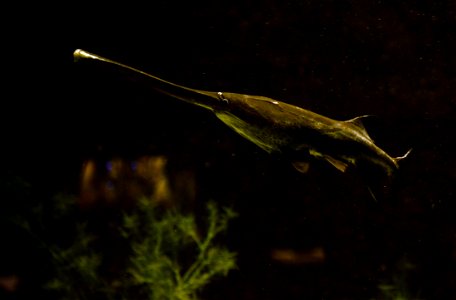 American paddlefish or Mississippi paddlefish ( Polyodon spathula ), in Aquarium Dubuisson, in Liège. photo